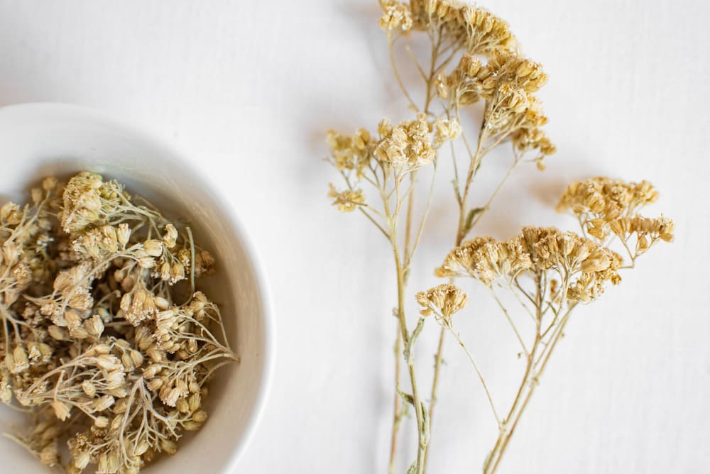 Yarrow